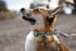 Halsband Crag™ von Ruffwear - Rising Wave