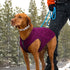Core Hundepullover von Kurgo - Violet